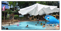 Adult Pool